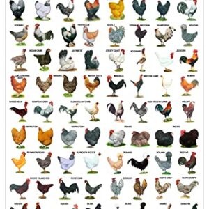 Breeds of Chickens Poster Wall Art Home Decor Vintage Metal Tin Signs Coffee Shop Plate Iron Painting Warn Retro Novelty Funny Humorous Bar Pub Restaurant Kitchen Tin Sign Wall 8x12 Inch