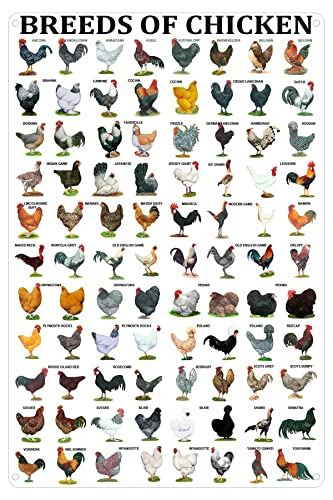 Breeds of Chickens Poster Wall Art Home Decor Vintage Metal Tin Signs Coffee Shop Plate Iron Painting Warn Retro Novelty Funny Humorous Bar Pub Restaurant Kitchen Tin Sign Wall 8x12 Inch