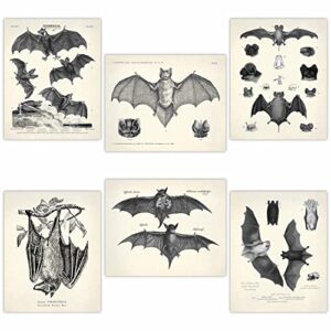 bats wall art decor – vintage retro hipster goth art for home room decoration – gift for gothic horror vampire fans – 8×10 unframed creepy scary dark academia picture poster print set
