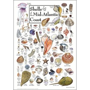 earth sky + water poster – shells of the mid-atlantic coast