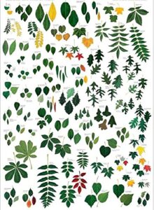 laminated common trees of eastern north america sibley’s poster print 24×36