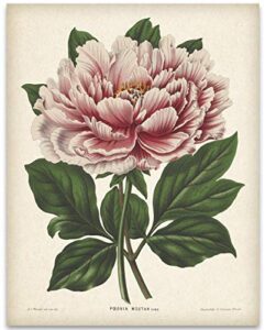 vintage mountain peony illustration – 11×14 unframed art print – great gift and decor for gardeners under $15