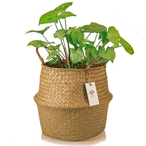 Seagrass Belly Basket with Handles – 12.6"x11" - 100% Hand Woven from Sustainably Grown Seaweed – Decorative Basket for Living Room and Bedroom and for Storage of Blankets, Laundry and Toys