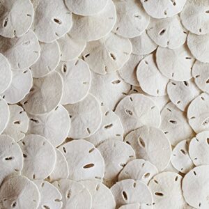 tumbler home small natural white sand dollars 50 pcs – wedding – sea shell craft 1 1/4″ to 1 1/2″ – hand picked and professionally packed