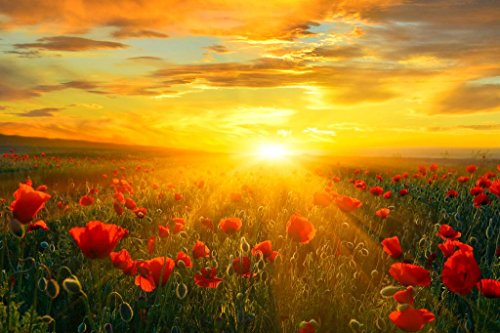 Bright New Day Field of Poppies at Sunrise Landscape Photo Photograph Beach Sunset Palm Pictures Ocean Scenic Tropical Nature Photography Paradise Cool Wall Decor Art Print Poster 36x24