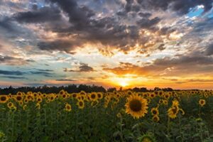 sunflower field sunset tuscany italy landscape photo photograph cool wall decor art print poster 36×24