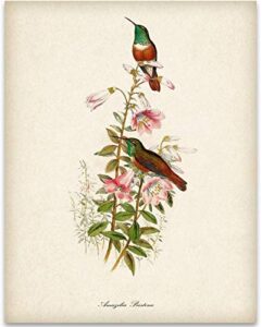 vintage two hummingbirds illustration – 11×14 unframed art print poster – great home humming bird decor and a great gift under $15 for bird watchers