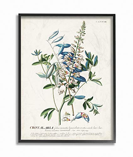 Stupell Industries Botanical Plant Illustration Flowers And Leaves Vintage Design Black Framed Wall Art, Multi-Color, Model Number: fap-217_fr_11x14