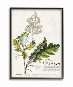 stupell industries botanical plant illustration leaves vintage design black framed wall art, multi-color, 16×20 (fap-211_fr_16x20)