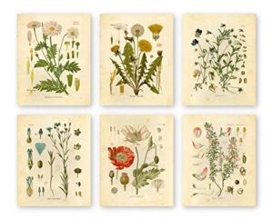 botanical prints wildflower prints floral wall art – set of 6 – 8×10 – unframed