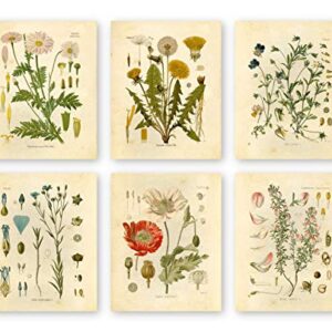 Botanical Prints Wildflower Prints Floral Wall Art - Set of 6 - 8x10 - Unframed