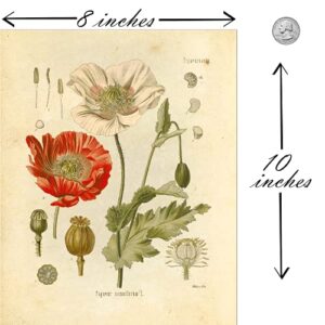 Botanical Prints Wildflower Prints Floral Wall Art - Set of 6 - 8x10 - Unframed