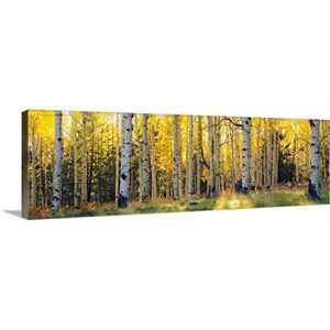 aspen trees in a forest, coconino national forest, arizona canvas wall art print, 60″x20″x1.25″