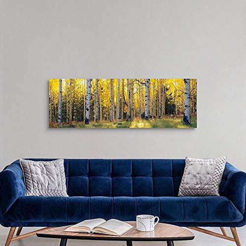 Aspen Trees in a Forest, Coconino National Forest, Arizona Canvas Wall Art Print, 60"x20"x1.25"