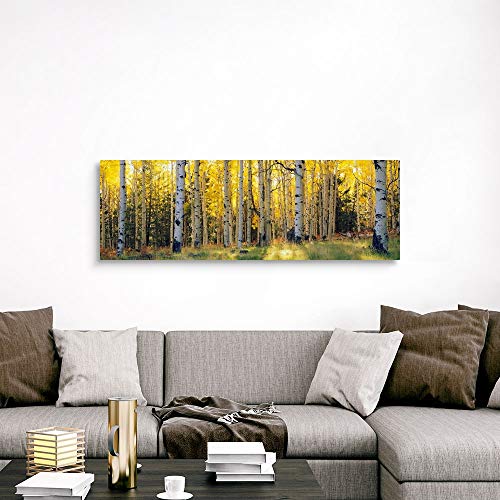 Aspen Trees in a Forest, Coconino National Forest, Arizona Canvas Wall Art Print, 60"x20"x1.25"