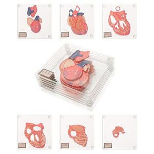 anatomic heart specimen coasters (set of 6) – 3d brain coaster set also available. human anatomy gifts medical student gifts cna gifts for women best gifts for medical students thinkgeek coasters