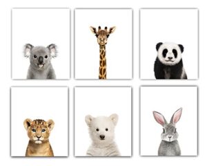 designs by maria inc. animal posters | baby nursery decor | baby room pictures art | cute animal pictures | set of 6 unframed wall prints | boy & girl baby room wall decor animal print (8″x10″)