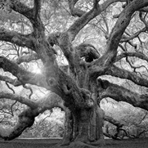 Angel Oak Tree Monochrome Charleston South Carolina Black White Nature Forest Cool Wall Decor Art Print Poster 36x24