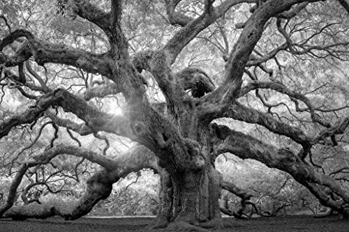 Angel Oak Tree Monochrome Charleston South Carolina Black White Nature Forest Cool Wall Decor Art Print Poster 36x24