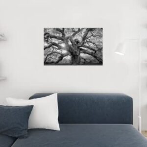 Angel Oak Tree Monochrome Charleston South Carolina Black White Nature Forest Cool Wall Decor Art Print Poster 36x24