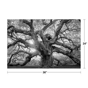 Angel Oak Tree Monochrome Charleston South Carolina Black White Nature Forest Cool Wall Decor Art Print Poster 36x24