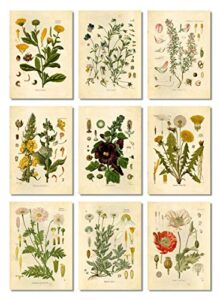 vintage botanical prints | wildflower art prints | floral wall art | set of 9 5×7 unframed