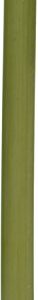 Northern Lights Candles Nlc Premium Tapers 12Pc Moss Green 12 Inch