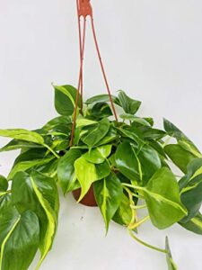 brazil philodendron 6″ hanging basket – low light – easy