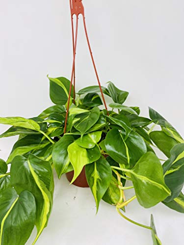 Brazil Philodendron 6" Hanging Basket - Low Light - Easy