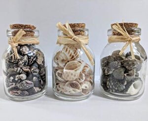 greenbrier decorative seashell jars set of 3-3″x 2″