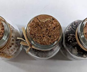 Greenbrier Decorative Seashell Jars Set of 3-3"x 2"