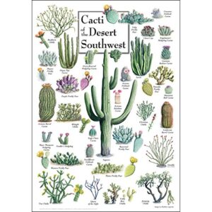 Earth Sky + Water- Cacti of The Desert Southwest - Poster