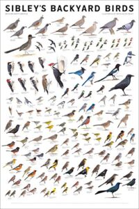laminated sibley’s backyard birds western north america chart poster print 24×36