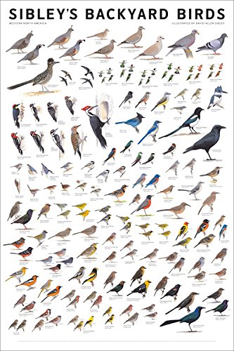 Laminated Sibley's Backyard Birds Western North America Chart Poster Print 24x36