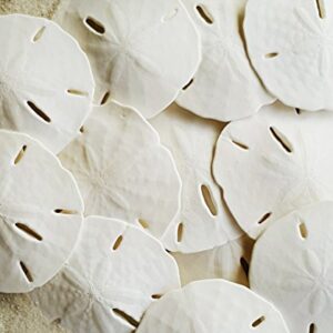 White Sand Dollars 2.5"-3" - 10pcs - Wedding Seashell Craft - Hand Picked and Professionally Packed by Tumbler Home