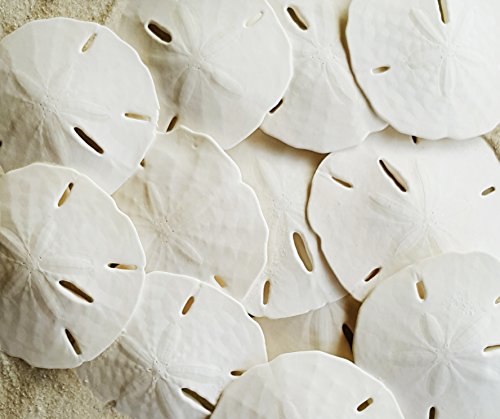 White Sand Dollars 2.5"-3" - 10pcs - Wedding Seashell Craft - Hand Picked and Professionally Packed by Tumbler Home