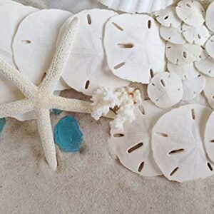 White Sand Dollars 2.5"-3" - 10pcs - Wedding Seashell Craft - Hand Picked and Professionally Packed by Tumbler Home