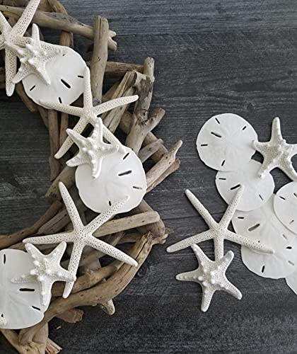 White Sand Dollars 2.5"-3" - 10pcs - Wedding Seashell Craft - Hand Picked and Professionally Packed by Tumbler Home