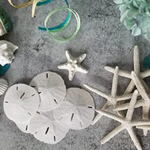 White Sand Dollars 2.5"-3" - 10pcs - Wedding Seashell Craft - Hand Picked and Professionally Packed by Tumbler Home