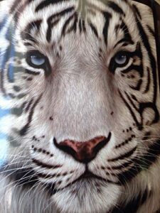 american heritage collection, “white face tiger” raschel throw blanket, 50″ x 60″, 50″ x 60