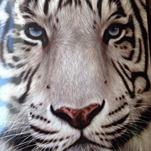 American Heritage Collection, "White Face Tiger" Raschel Throw Blanket, 50" x 60", 50" x 60