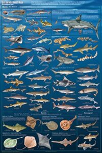 sharks and kin poster great white thresher hammerhead skates rays 24×36