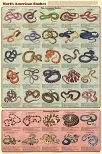 north american snakes deluxe laminated poster