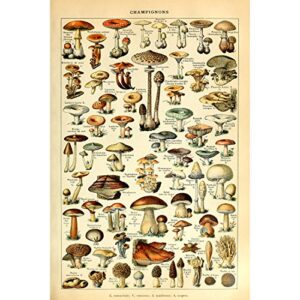 meishe art vintage poster print mushrooms champignons identification reference chart diagram illustration botanical educational wall decor