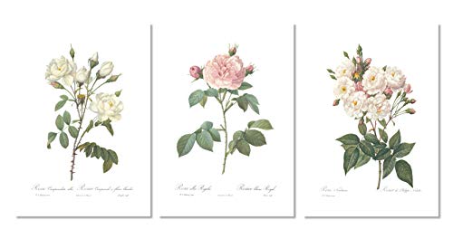 Ink Inc. Vintage Botanical Prints | Roses White Pink Wall Art | Floral Decor | Set of 3 8"x10" Unframed