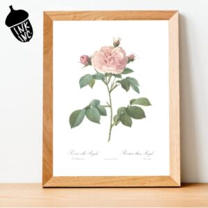 Ink Inc. Vintage Botanical Prints | Roses White Pink Wall Art | Floral Decor | Set of 3 8"x10" Unframed