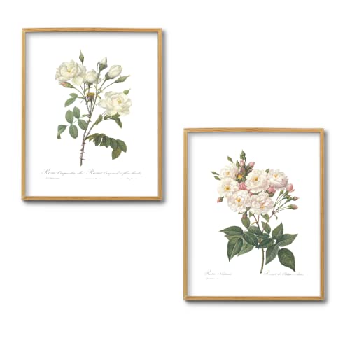 Ink Inc. Vintage Botanical Prints | Roses White Pink Wall Art | Floral Decor | Set of 3 8"x10" Unframed