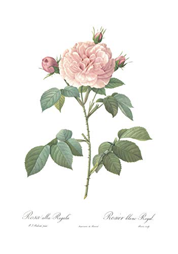 Ink Inc. Vintage Botanical Prints | Roses White Pink Wall Art | Floral Decor | Set of 3 8"x10" Unframed