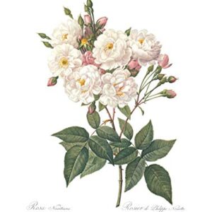 Ink Inc. Vintage Botanical Prints | Roses White Pink Wall Art | Floral Decor | Set of 3 8"x10" Unframed