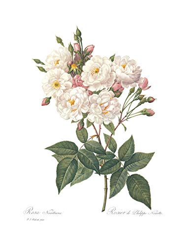 Ink Inc. Vintage Botanical Prints | Roses White Pink Wall Art | Floral Decor | Set of 3 8"x10" Unframed